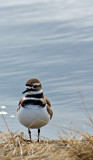 Killdeer