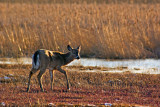 Deer at sunset