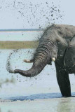 Time to take a mud-bath - elephant