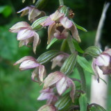 Epipactis  larges feuilles