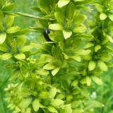 White Helleborine