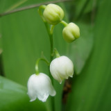 Muguet