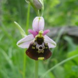 Ophrys holosericea