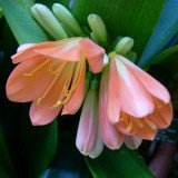 Clivia miniata