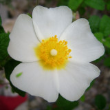 Cistus salviifolius