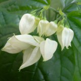 Clerodendrum thomsoniae