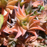 Haworthia tortuosa