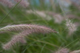 100331_120442_5241 Native Grass 1 (Wed 31 Mar 10)