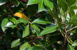 20100411_7269 The Yellow Leaf (Sun 11 Apr)