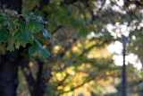 100415_165822_7395 The Backlighting Of Autumn (Thu 15 Apr 10)
