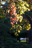 7410 Autumn Leaves, Late Afternoon Sun