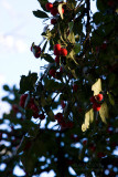 7374 Late Afternoon Berries