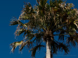 20100506_5429 Palm Head (Thu 06 May)