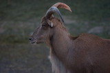 100528_150318_5569 Barbary