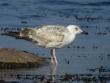 Kaspisk trut - Caspian Gull   (Larus cachinnans)