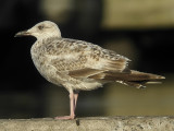 Grtrut - Herring Gull  (Larus argentatus)