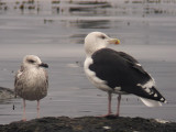 Medelhavstrut - Yellow-legged Gull  (Larus michahellis)