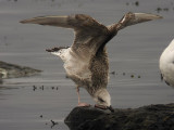 Medelhavstrut - Yellow-legged Gull  (Larus michahellis)