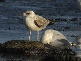 Medelhavstrut - Yellow-legged Gull  (Larus michahellis)