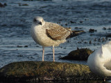 Medelhavstrut - Yellow-legged Gull  (Larus michahellis)