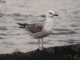 Kaspisk trut - Caspian Gull  (Larus cachinnans)