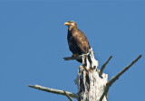 Juvenile Bald Eagle_Pacific Coast, Washington