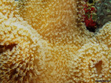 textura do coral