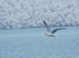 Slaty-backed Gull