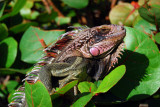 Iguana in Tree