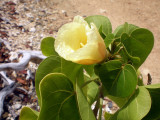 Yellow Cas Cay Flower