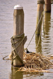 Nesting coot