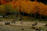 Elk in the Meadow - Fall