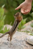 Handout Ground Squirrel