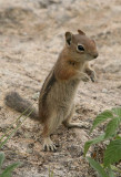 Ground Squirrel Stands