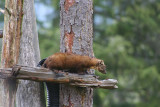 IMG1403_AK_PINEMARTIN1.jpg