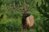 Majestic Elk