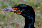 Cormorant Closeup