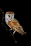 Barn Owl new