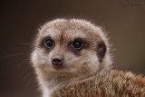 Burgers Zoo in Arnhem