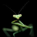 mmmmm - Mantis