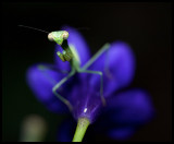 Mantis and Flower
