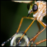 Robber Fly and Bee Victim (Crop)