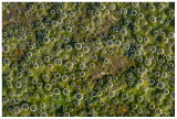 Algae Fizz
