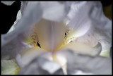 Bearded Iris