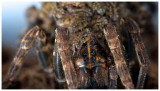 Wolf Spider Mom