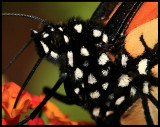 Monarch Butterfly II