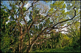Forest in Makuleia Bay