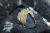 Rock and Ti Leaf Offering