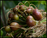 Maui Flora