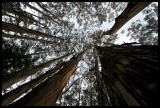 Eucalyptus Forest